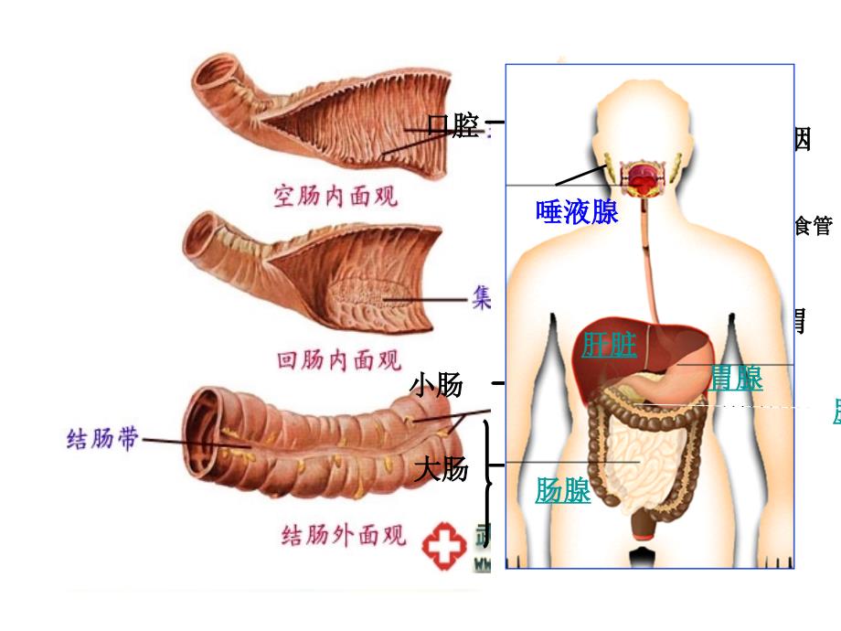 食物的消化和营养物质的吸收ppt课件_第3页