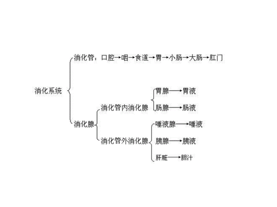 食物的消化和营养物质的吸收ppt课件_第4页