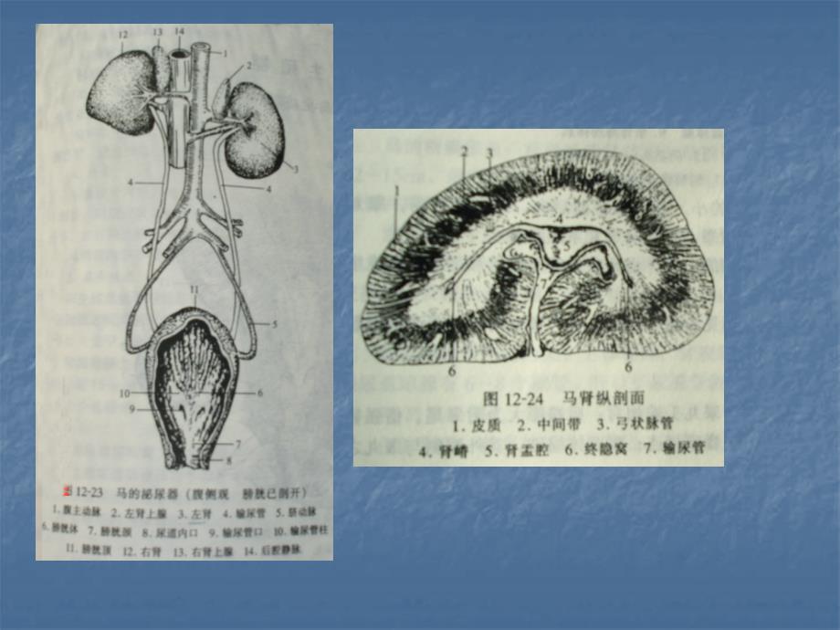 泌尿系统疾病兽医内科学ppt课件_第4页