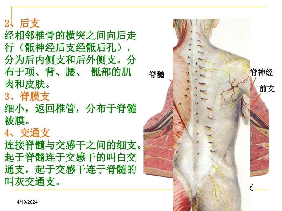 腰脊神经后支痛课件_第5页