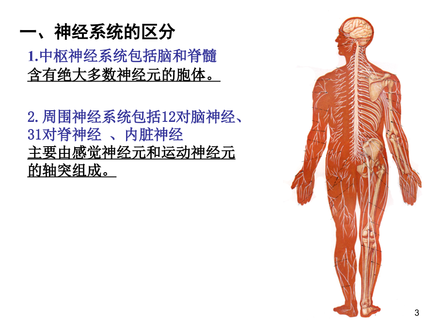 神经总论中枢神经系统ppt课件_第3页