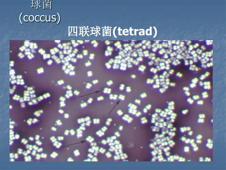 细菌细胞的特殊染色（医学ppt）_第1页