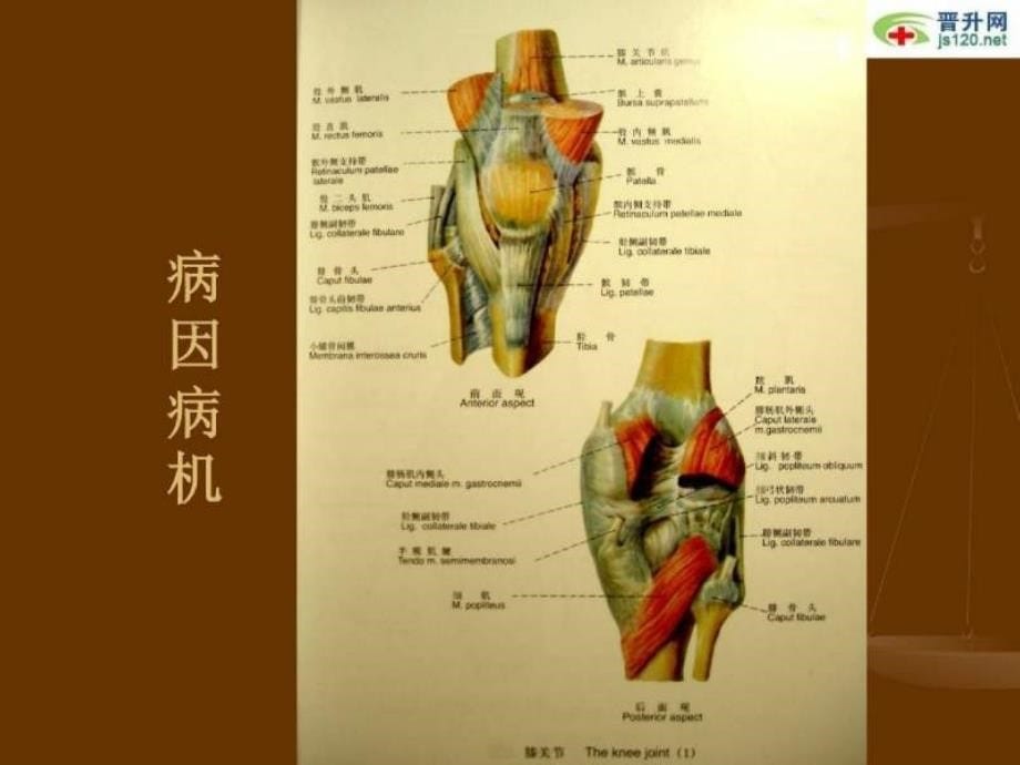 膝关节侧副韧带损伤课件_4_第5页