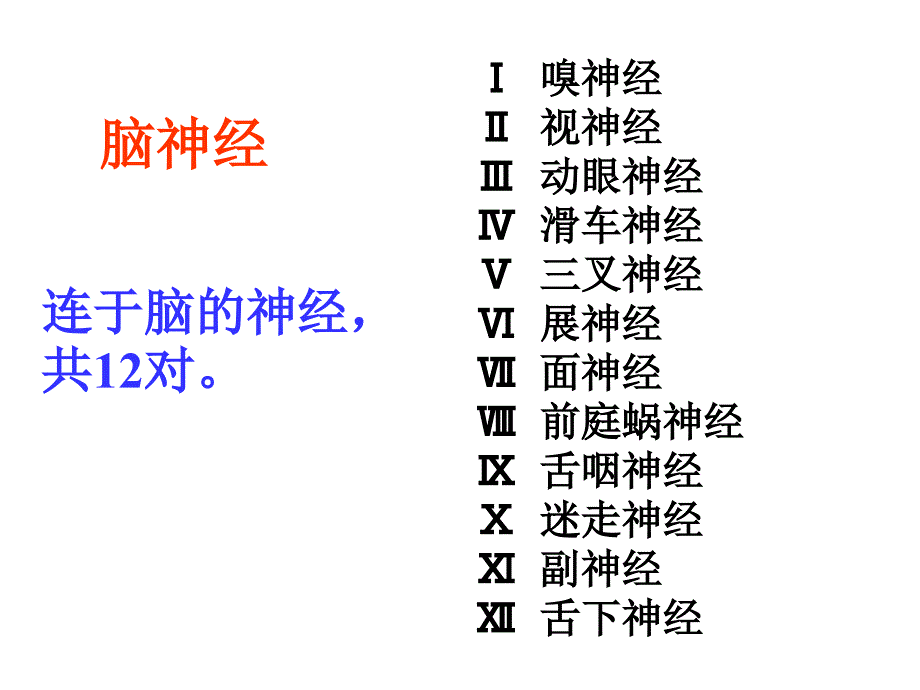 脑神经解剖学ppt课件_第2页