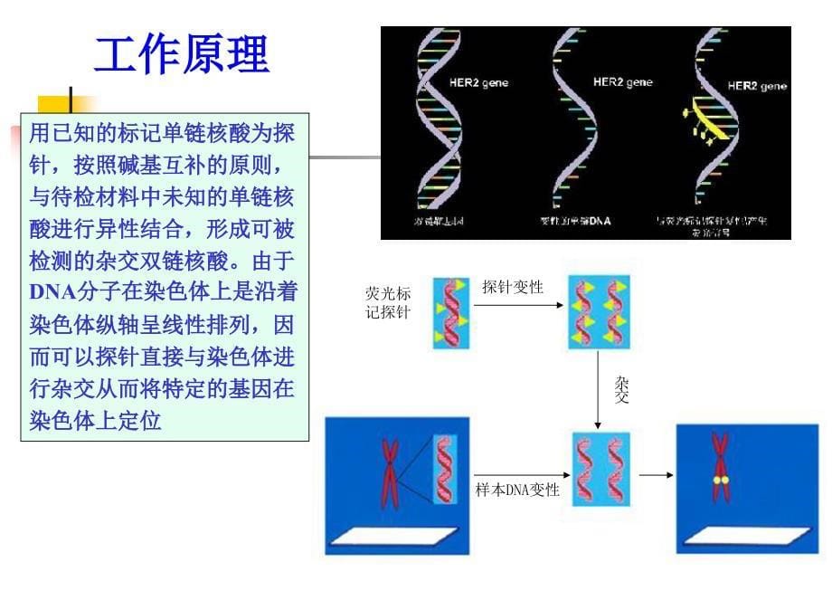 医学课件分子技术在肿瘤靶向药物治疗的应用_第5页