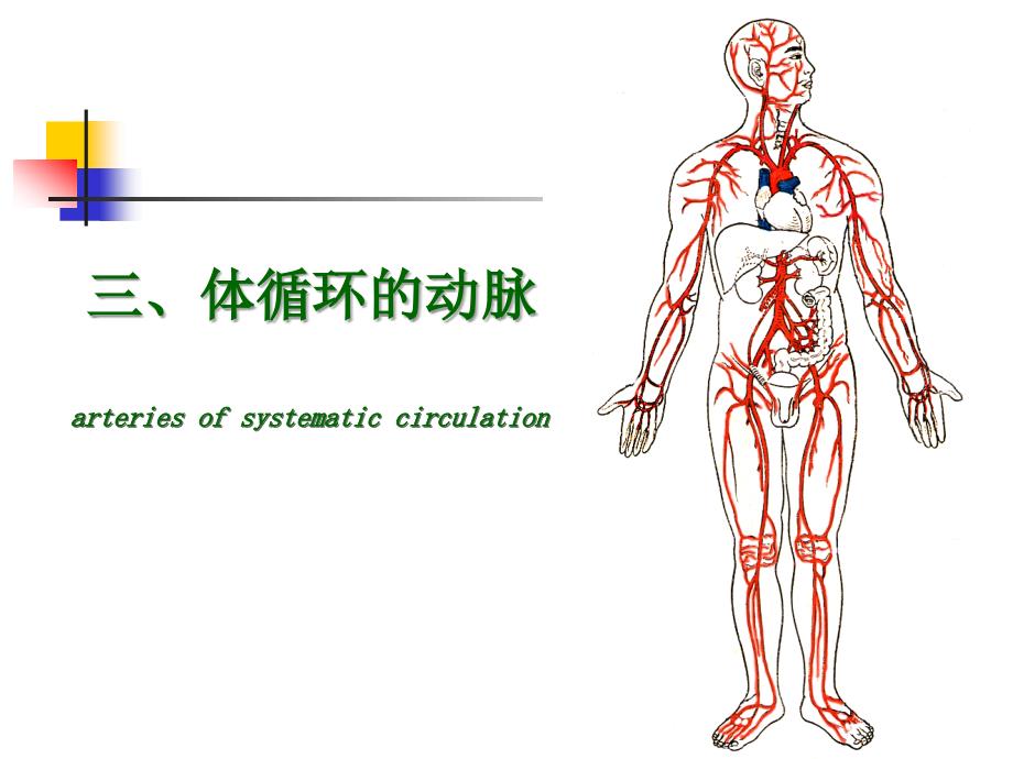 护理解剖学04动脉ppt课件_第4页