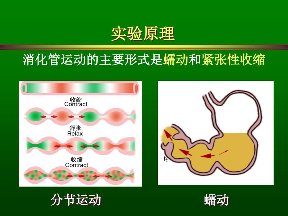 医学课件影响和调节胃肠运动的因素_第3页