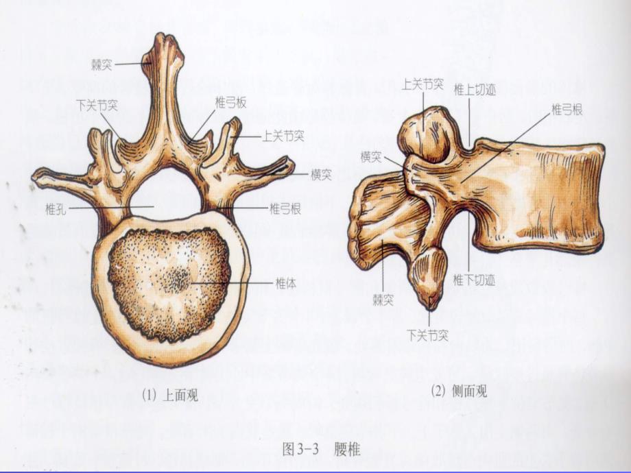 脊柱骨盆骨折外科教学课件_第4页