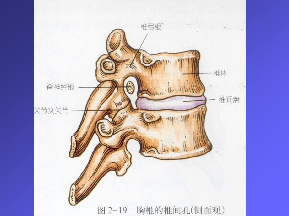 脊柱骨盆骨折外科教学课件_第5页