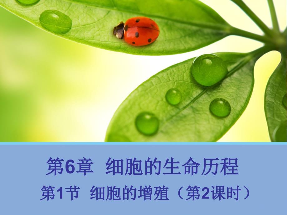 江西省吉安县第三中学人教版高中生物必修一课件：6.1细胞的增殖（第2课时） _第1页