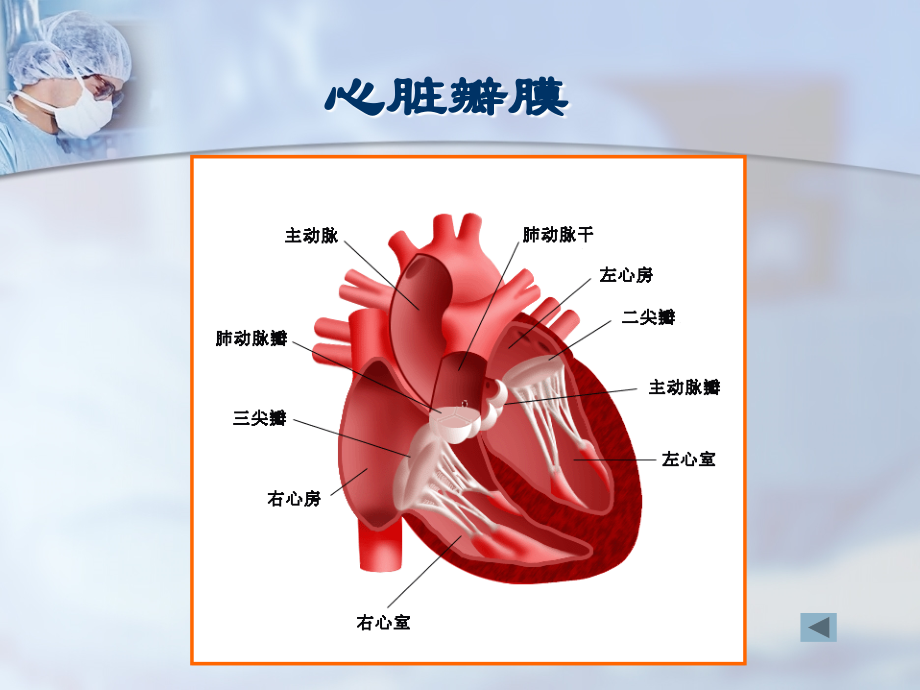 心脏瓣膜病教学课件_第2页