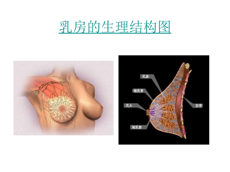 良性乳腺疾病 与乳腺癌的相关性_第3页