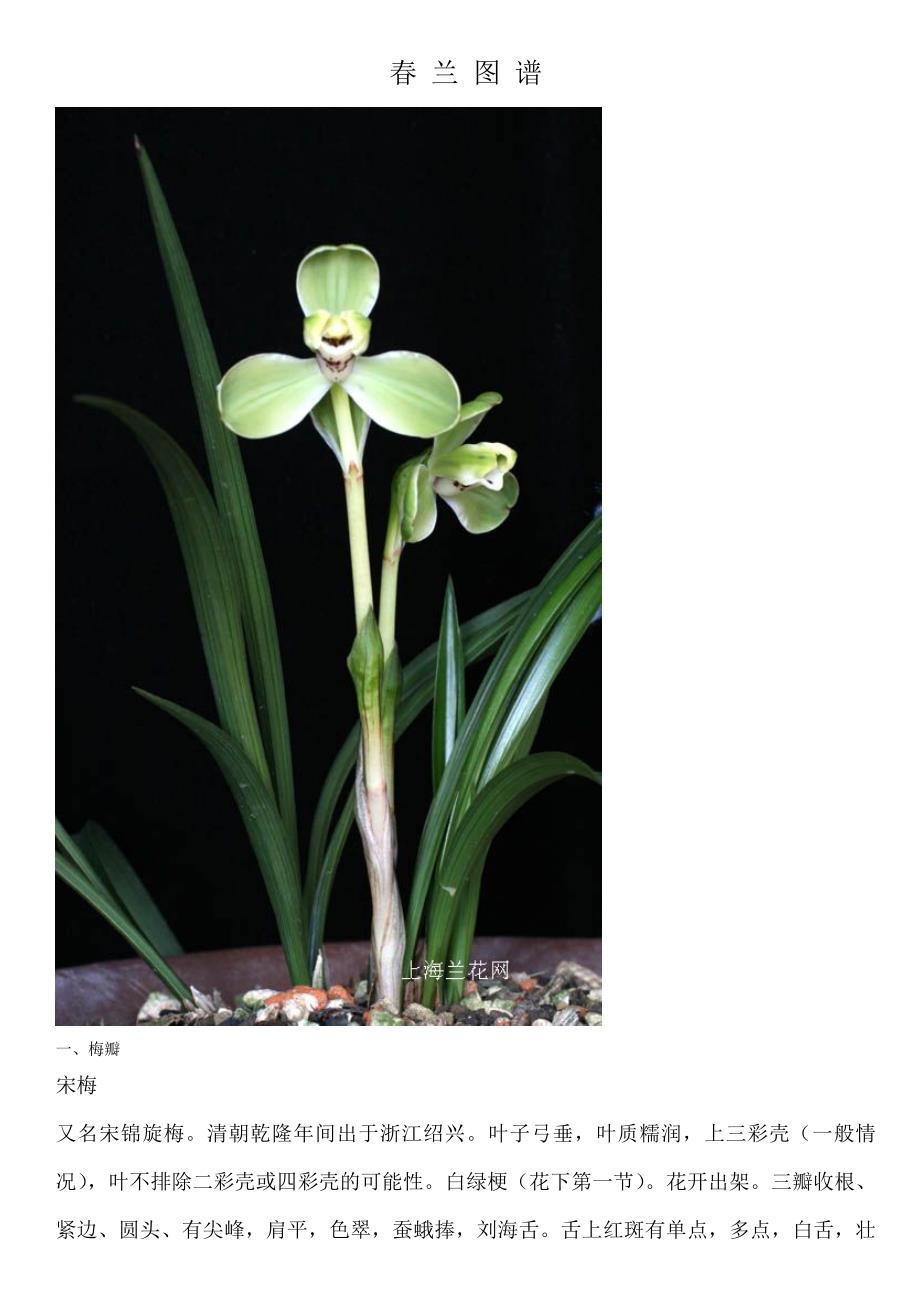 春兰图谱_第1页