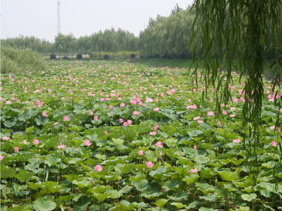 美术四年级上册第四单元_我们的大自然（美丽的荷塘）岭南版苏锦秀仙小体育路学校_第1页