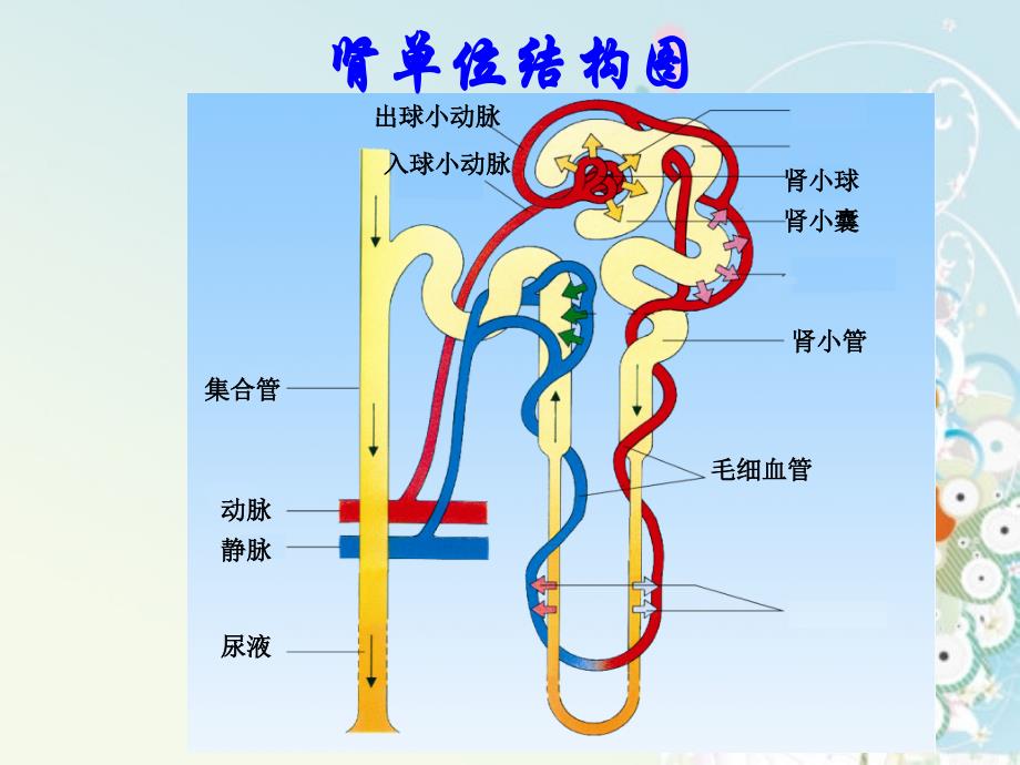 生物1112《人体废物的排出》课件（苏教版七年级下）_第2页