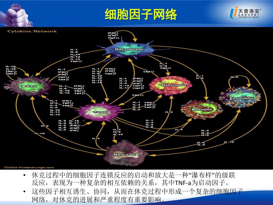 基础医学休克时的炎性细胞因子调节及抗炎治疗课件_第4页