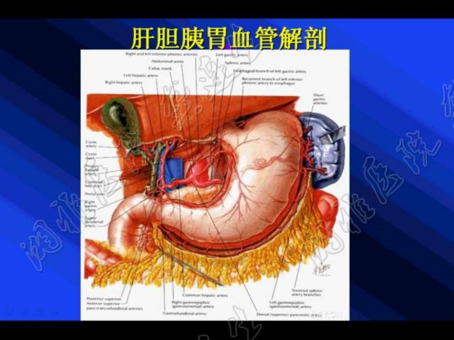 肝胆胰胃肿瘤手术与血管解剖技术课件_2_第2页