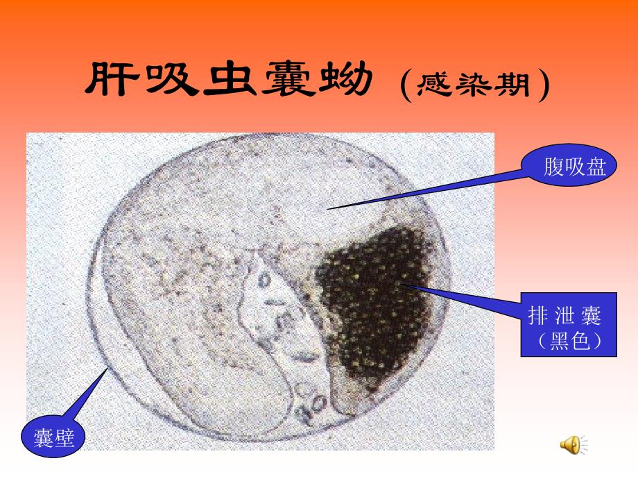 寄生虫（肝肺吸虫姜片虫）课件_第3页