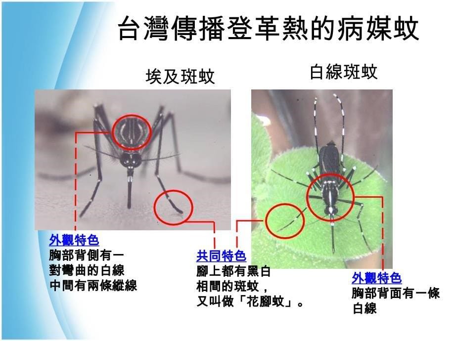 白线斑蚊吸血时不易受于扰仁德区公所课件_第5页