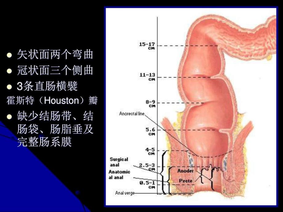 结直肠肛管解剖凌光烈 修改版图文课件_第3页