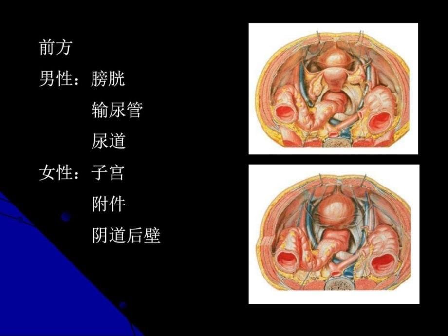 结直肠肛管解剖凌光烈 修改版图文课件_第5页