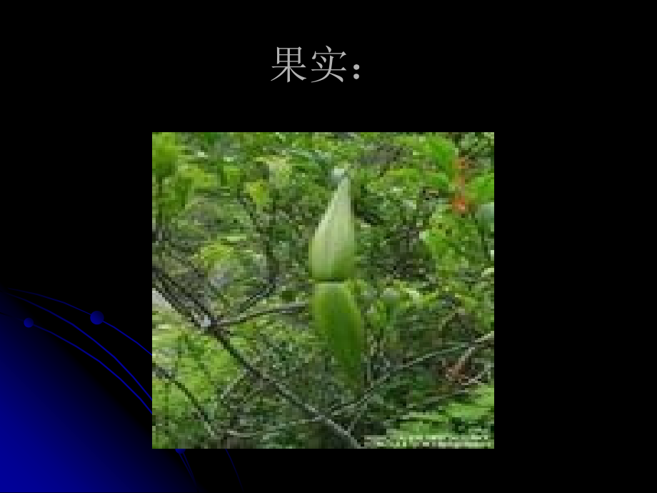 生物课件杀虫植物_1_第3页