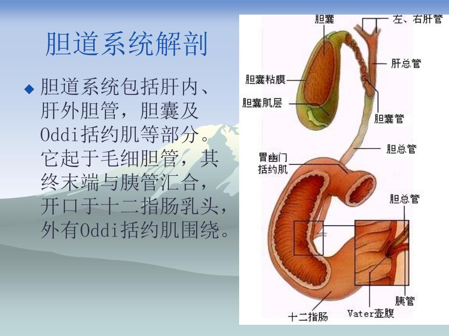 胆道感染课件_2_第2页