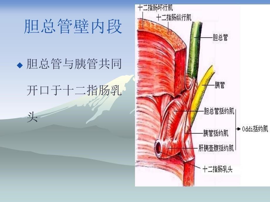 胆道感染课件_2_第5页