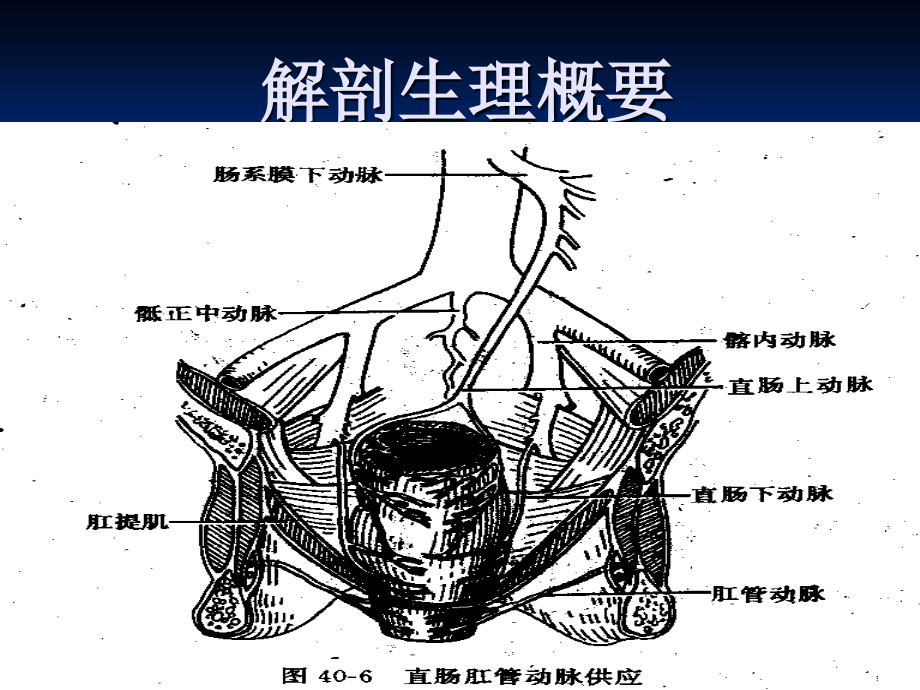 医药卫生直肠肛管课件_第4页