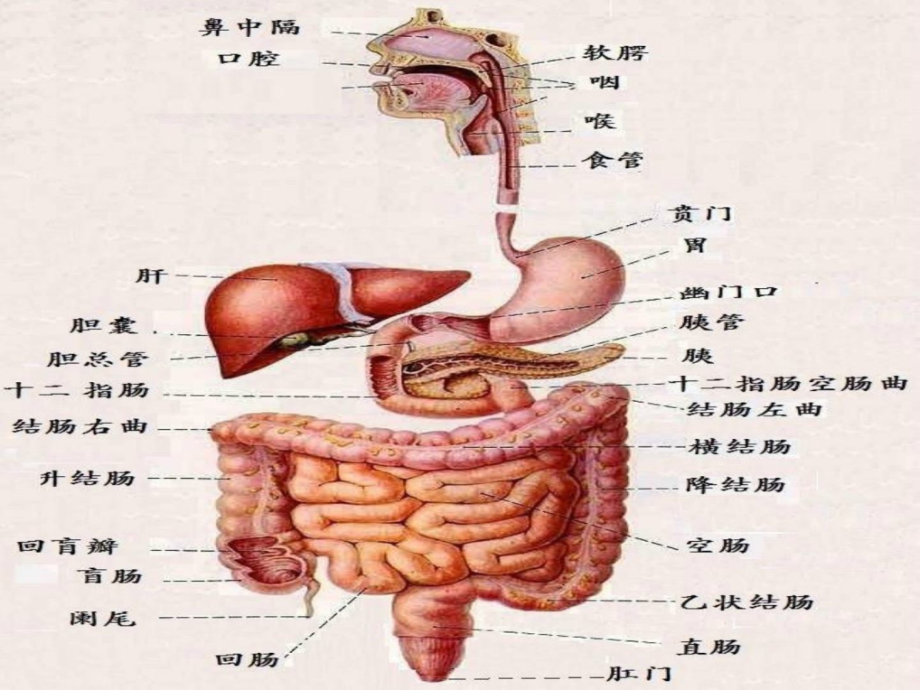 胃十二指肠溃疡胃癌病人的护理（）课件_第2页