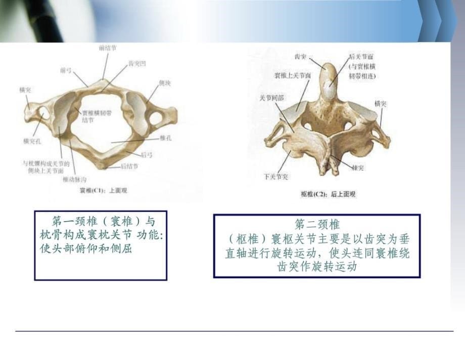 神经根型颈椎病的防治常识讲座最终版指南课件_第5页