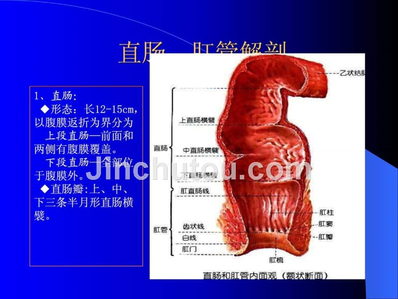 直肠肛管疾病 （课件）_第3页