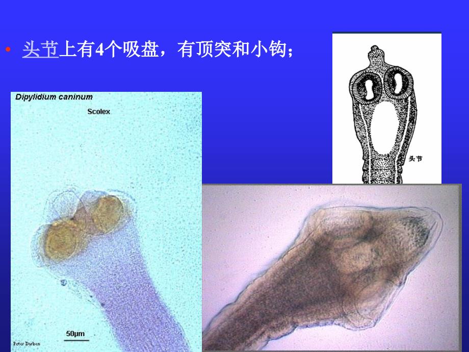 节  其他动物绦虫病课件_第4页