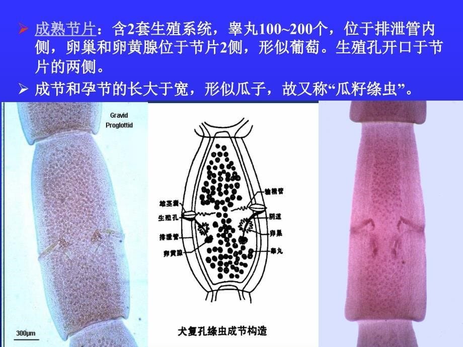 节  其他动物绦虫病课件_第5页