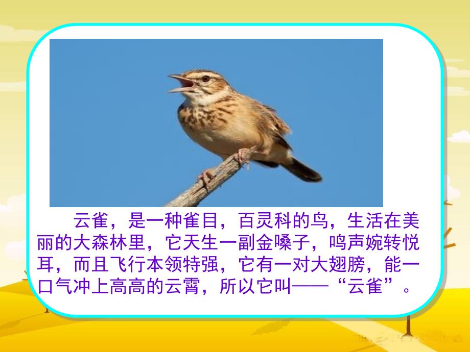 云雀是一种雀目百灵科的鸟生活在美丽的大森林里ppt课件_第2页