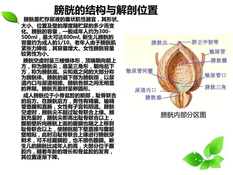 一例膀胱肿瘤电切术的护理查房课件_第3页