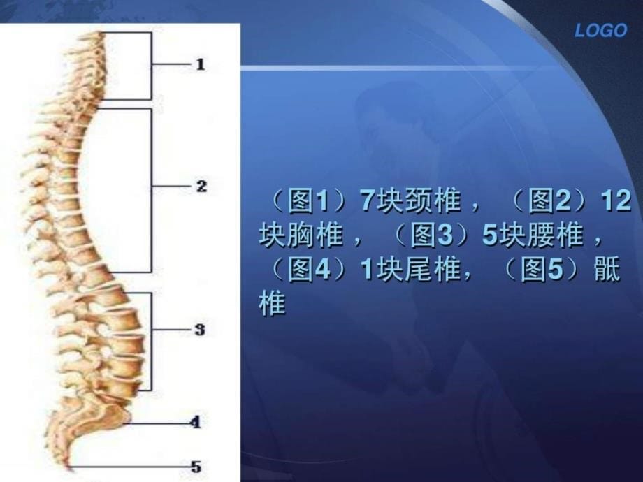 胸腰椎骨折内固定术的护理配合课件_4_第5页