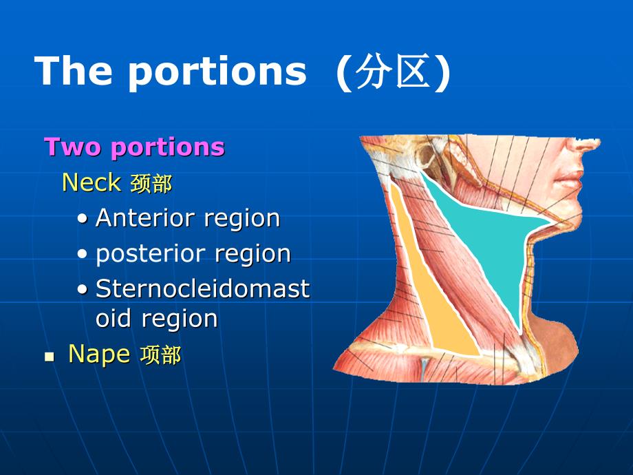 基础医学颈部课件_第4页