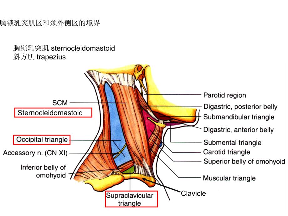 宝典9胸锁乳突肌区和颈外侧区课件_第3页