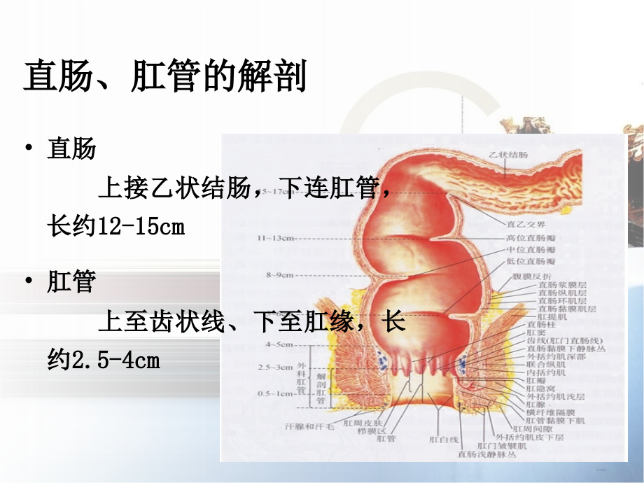 常见肛肠疾病的诊断和治疗课件_4_第4页