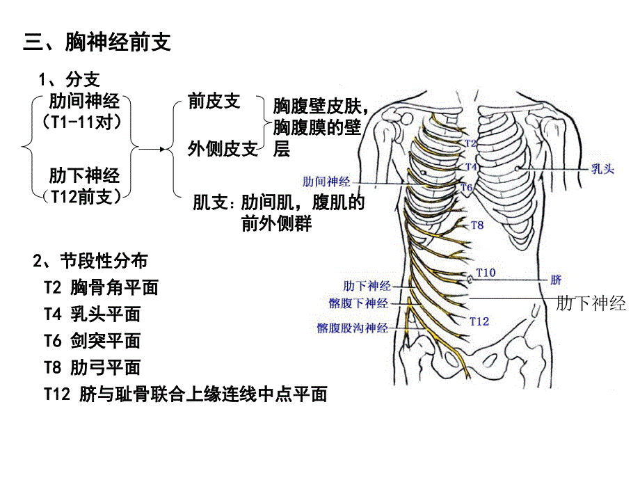系统解剖学 脊神经2（胸神经前支腰丛骶丛）精美医学课件_第1页