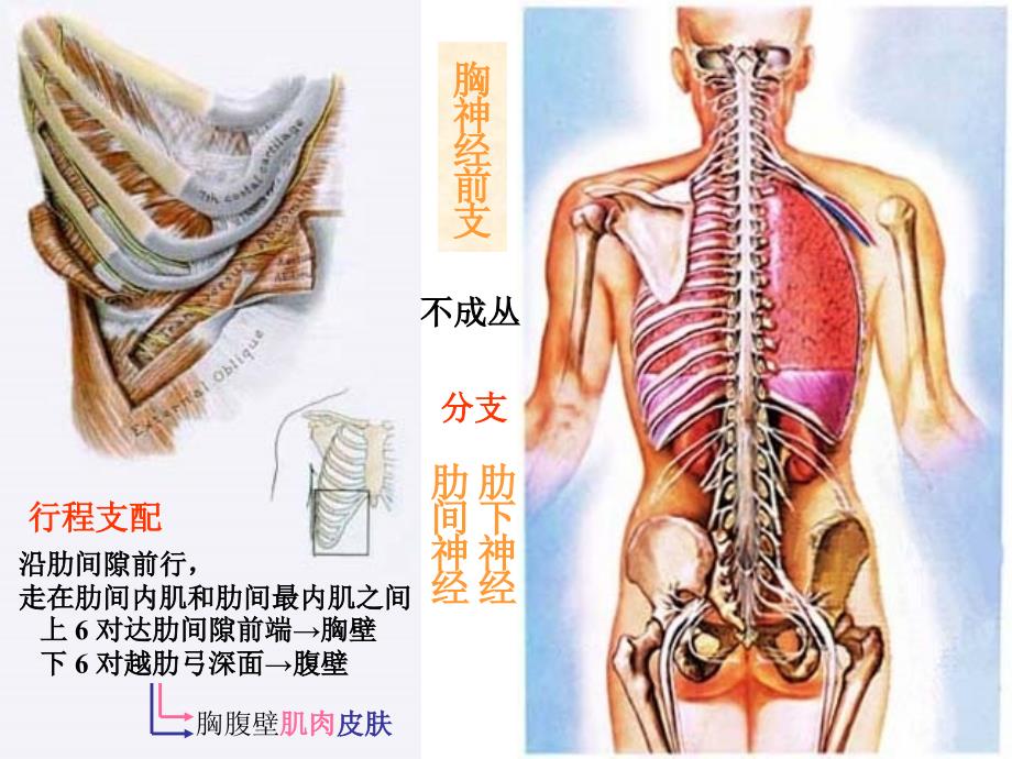 系统解剖学 脊神经2（胸神经前支腰丛骶丛）精美医学课件_第2页