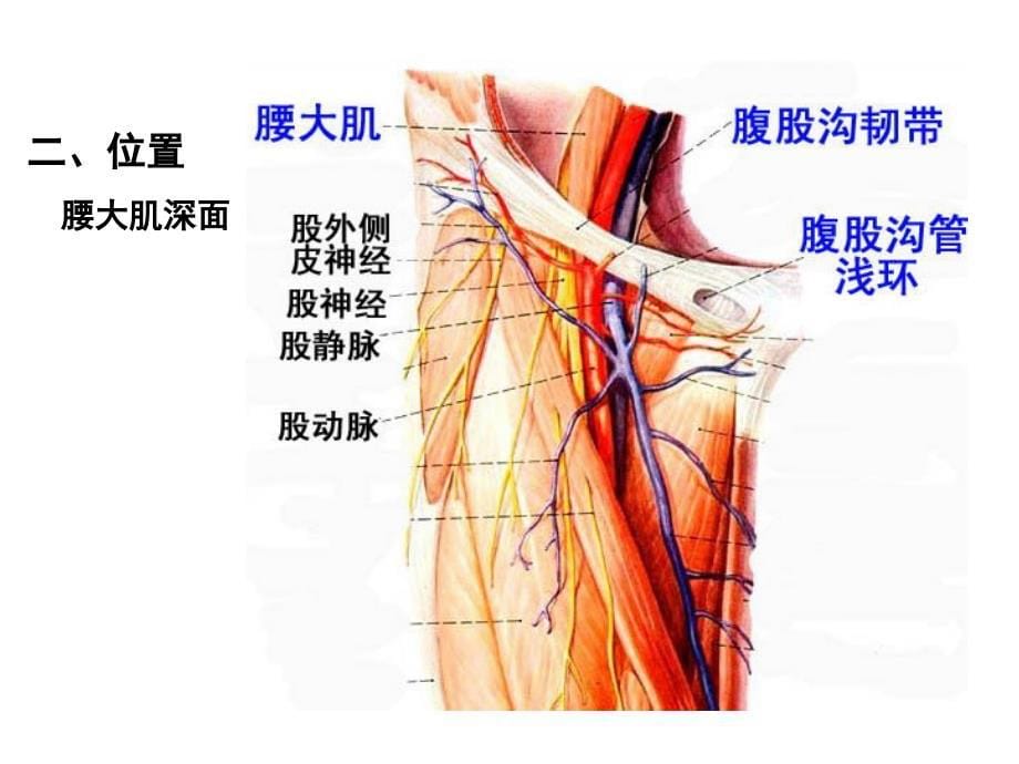 系统解剖学 脊神经2（胸神经前支腰丛骶丛）精美医学课件_第5页