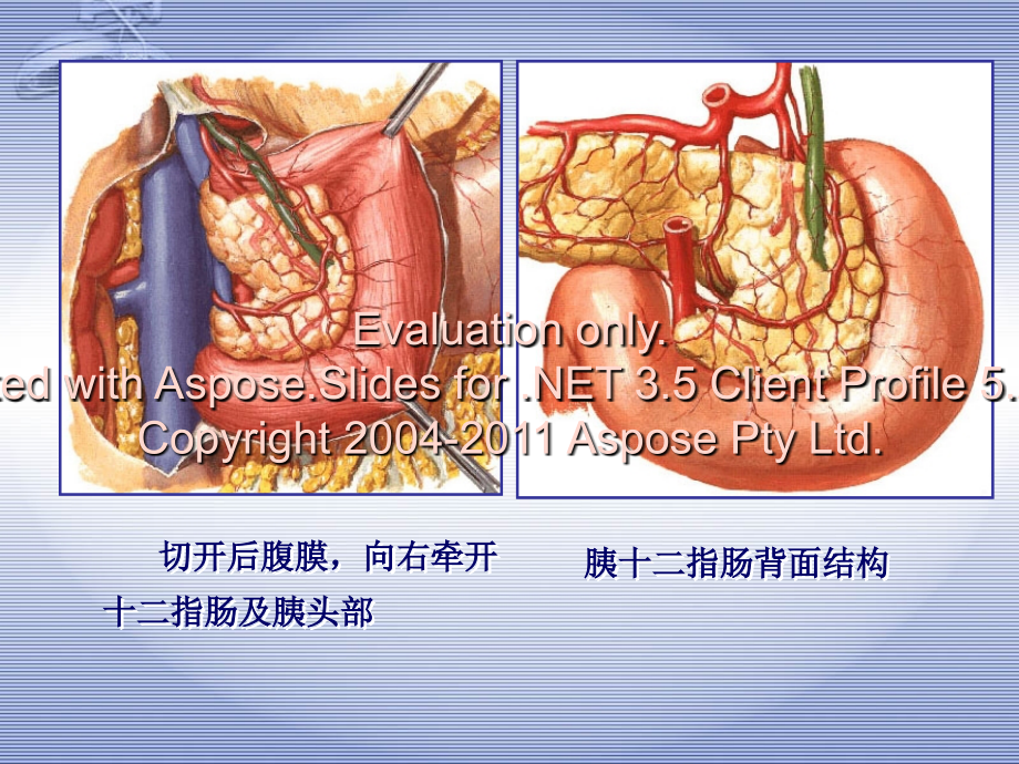 胆道和胰腺疾病肝胆外科课件_第4页