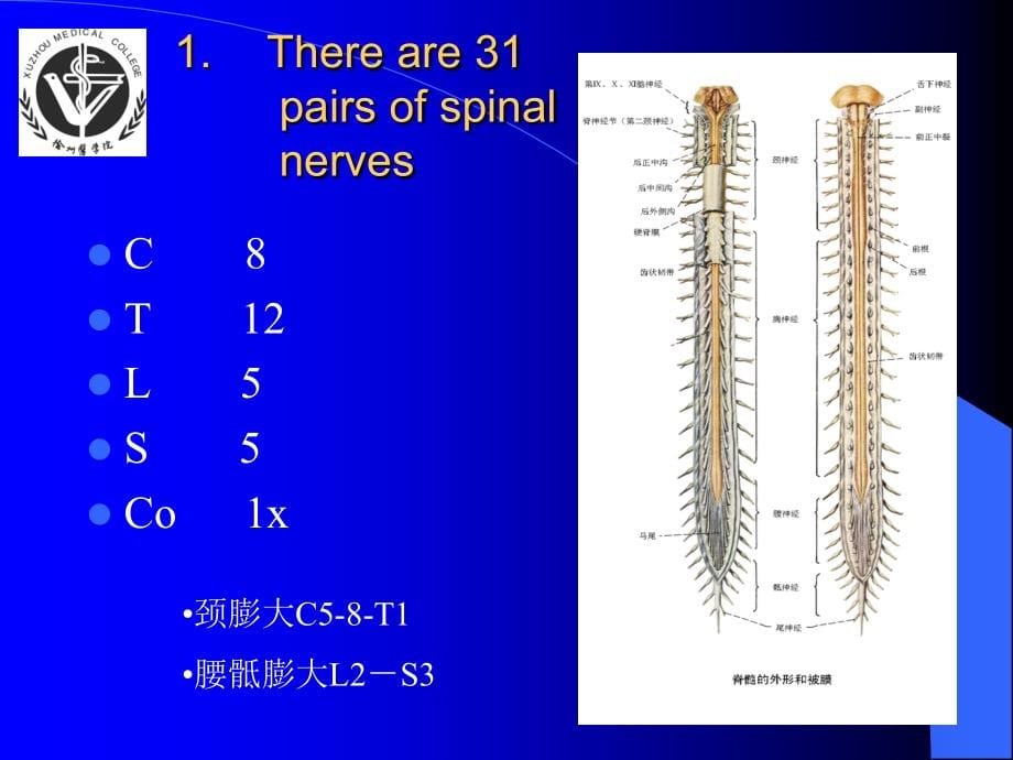 第二讲周围神经系统结构与功能概要课件_第5页