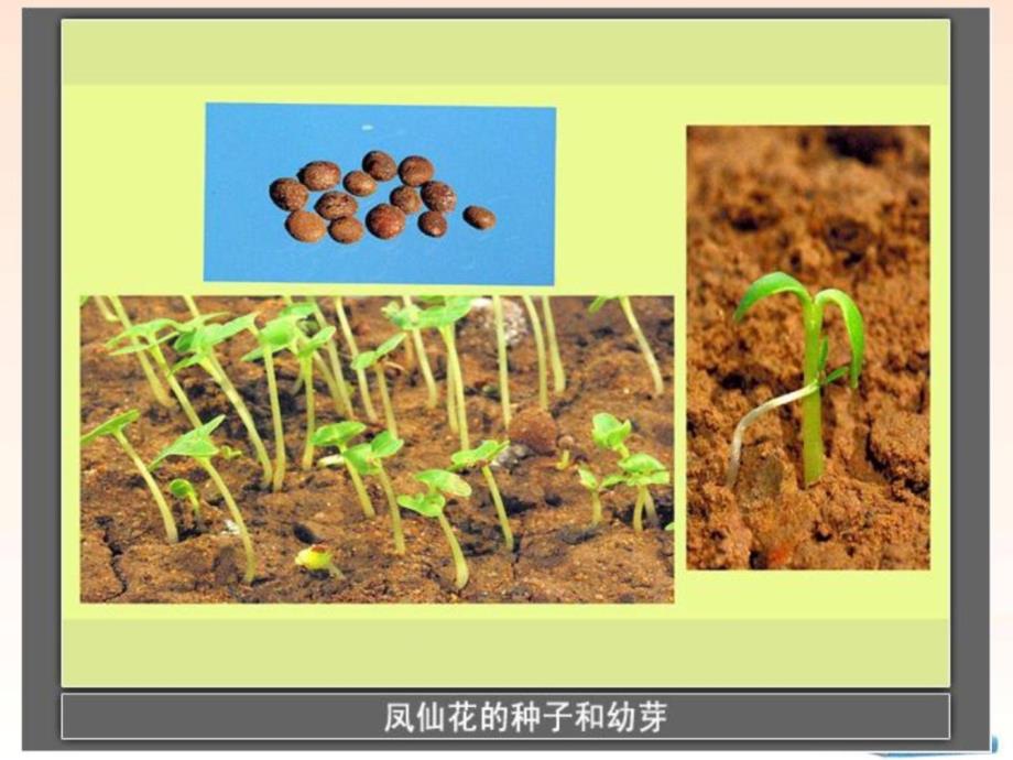 新版教科版科学三年级下册栽种我们的植物ppt课件_第4页