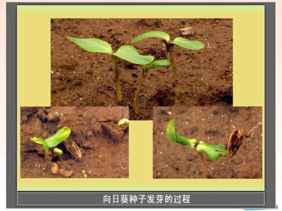 新版教科版科学三年级下册栽种我们的植物ppt课件_第5页