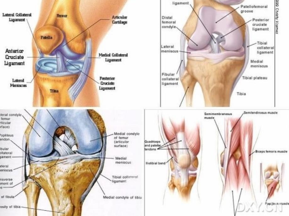 膝关节损伤保健课件_第3页