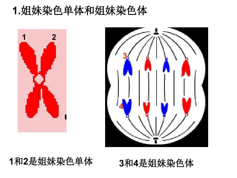 减数分裂五年高考三年模拟编辑课件_第5页