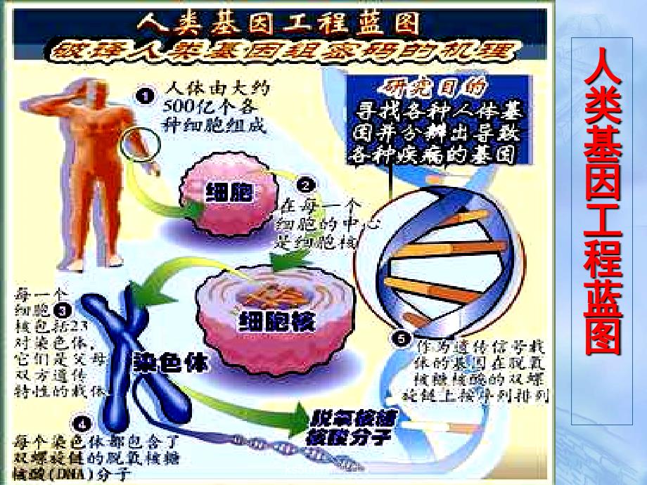 《人类基因组计划及其意义》课件（苏教版必修五）_第4页